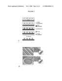 SELF-ASSEMBLING PEPTIDE AMPHIPHILES FOR TISSUE ENGINEERING diagram and image