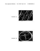 SELF-ASSEMBLING PEPTIDE AMPHIPHILES FOR TISSUE ENGINEERING diagram and image