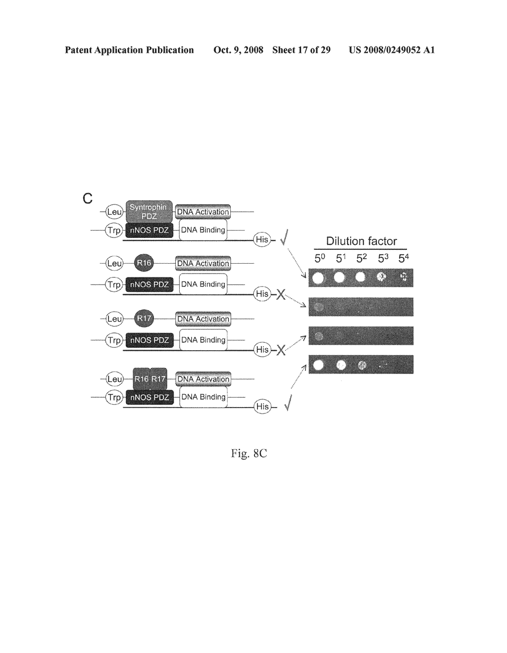 Synthetic mini/micro-dystrophin genes to restore nNOS to the sarcolemma - diagram, schematic, and image 18