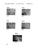 Method of Manufacturing 3-(4-Hydroxyphenyl)Propanoic Acid Amide, Its Application in the Manufacture of Anti-Aging Compositions and Anti-Aging Composition diagram and image