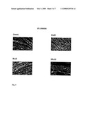 Method of Manufacturing 3-(4-Hydroxyphenyl)Propanoic Acid Amide, Its Application in the Manufacture of Anti-Aging Compositions and Anti-Aging Composition diagram and image