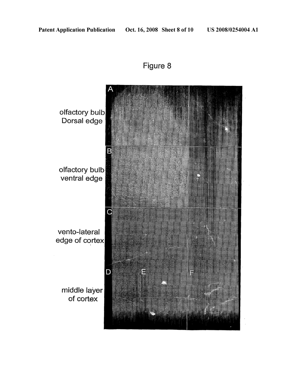 Homogeneous Neural Precursor Cells - diagram, schematic, and image 09