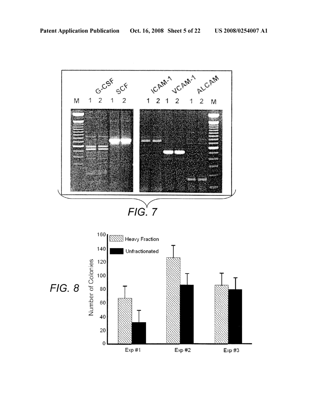 Human Mesenchymal Progenitor Cell - diagram, schematic, and image 06