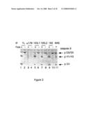 CASPASE-8 BINDING PROTEIN, ITS PREPARATION AND USE diagram and image