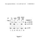 CASPASE-8 BINDING PROTEIN, ITS PREPARATION AND USE diagram and image