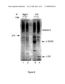 CASPASE-8 BINDING PROTEIN, ITS PREPARATION AND USE diagram and image