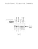 CASPASE-8 BINDING PROTEIN, ITS PREPARATION AND USE diagram and image