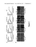 Norovirus detection, methods and compositions therefor diagram and image