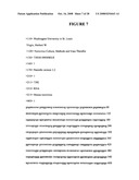 Norovirus detection, methods and compositions therefor diagram and image