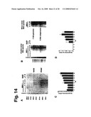 Norovirus detection, methods and compositions therefor diagram and image