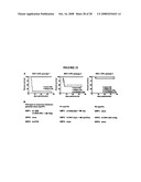 Norovirus detection, methods and compositions therefor diagram and image