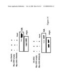 NUCLEIC ACID ENCODING PROTEINS INVOLVED IN PROTEIN DEGRADATION, PRODUCTS AND METHODS RELATED THERETO diagram and image