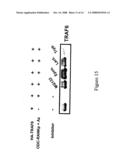 NUCLEIC ACID ENCODING PROTEINS INVOLVED IN PROTEIN DEGRADATION, PRODUCTS AND METHODS RELATED THERETO diagram and image