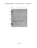 Hybrid immunoglobulins with moving parts diagram and image