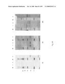 Hybrid immunoglobulins with moving parts diagram and image