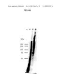 VON WILLEBRAND FACTOR (vWF) - CLEAVING PROTEASE diagram and image