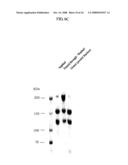 VON WILLEBRAND FACTOR (vWF) - CLEAVING PROTEASE diagram and image