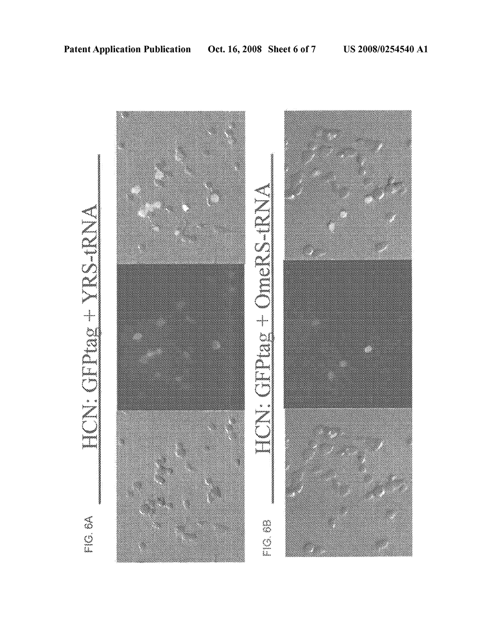 METHODS OF GENETICALLY ENCODING UNNATURAL AMINO ACIDS IN EUKARYOTIC CELLS USING ORTHOGONAL tRNA/SYNTHETASE PAIRS - diagram, schematic, and image 07