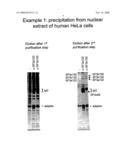 Immunoprecipitaion-Based Method to Purify and Characterise Biological Macromolecular Complexes diagram and image