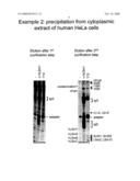 Immunoprecipitaion-Based Method to Purify and Characterise Biological Macromolecular Complexes diagram and image