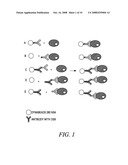 METHODS OF REVERSIBLY BINDING A BIOTIN COMPOUND TO A SUPPORT diagram and image