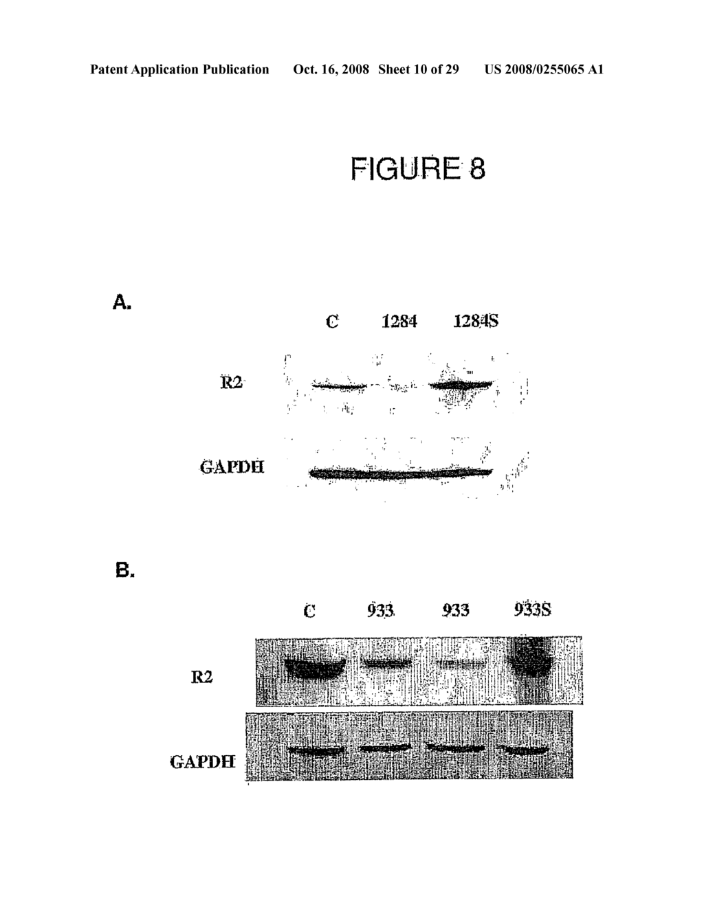 Small Interfering Rna Molecules Against Ribonucleotide Reductase and Uses Thereof - diagram, schematic, and image 11