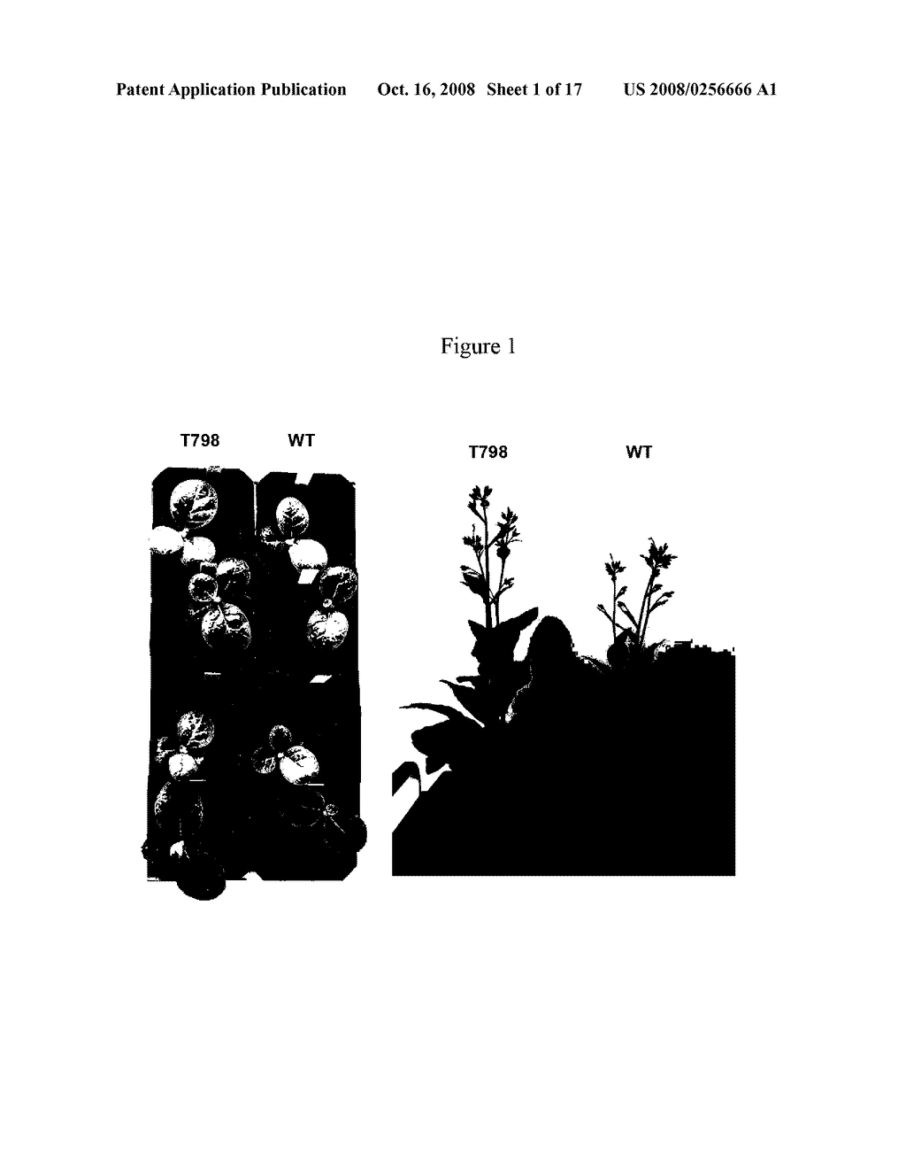 METHODS OF IDENTIFYING AND CREATING RUBISCO LARGE SUBUNIT VARIANTS WITH IMPROVED RUBISCO ACTIVITY, COMPOSITIONS AND METHODS OF USE THEREOF - diagram, schematic, and image 02