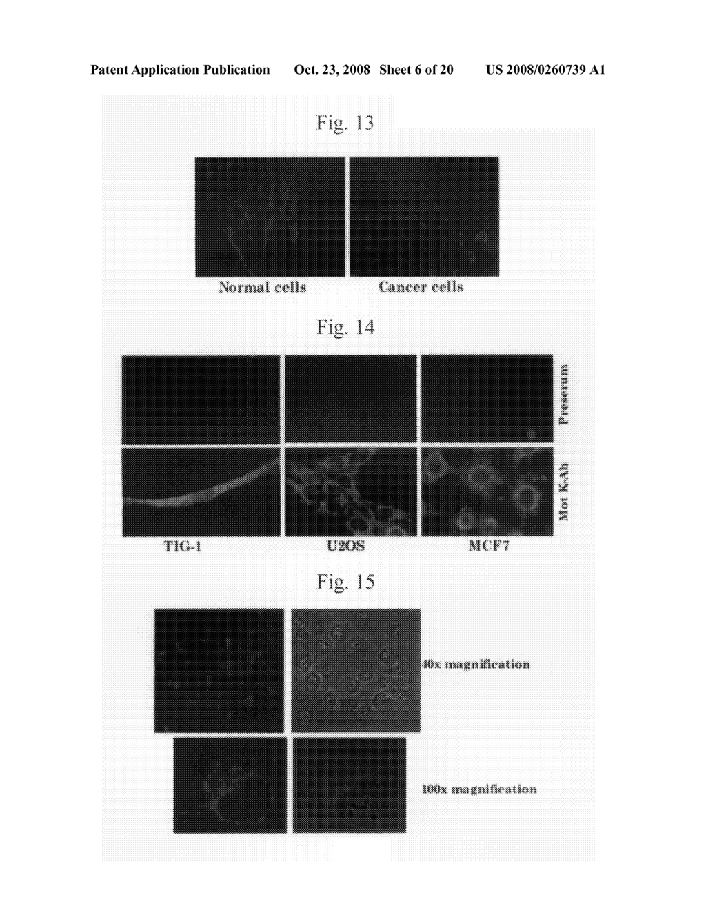 Use of Anti-Mortalin 2 Antibody and Functional Nucleic Acid for Cancer Therapies - diagram, schematic, and image 07