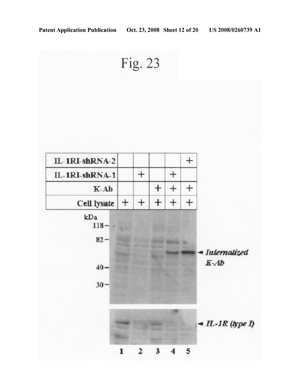 Use of Anti-Mortalin 2 Antibody and Functional Nucleic Acid for Cancer Therapies - diagram, schematic, and image 13