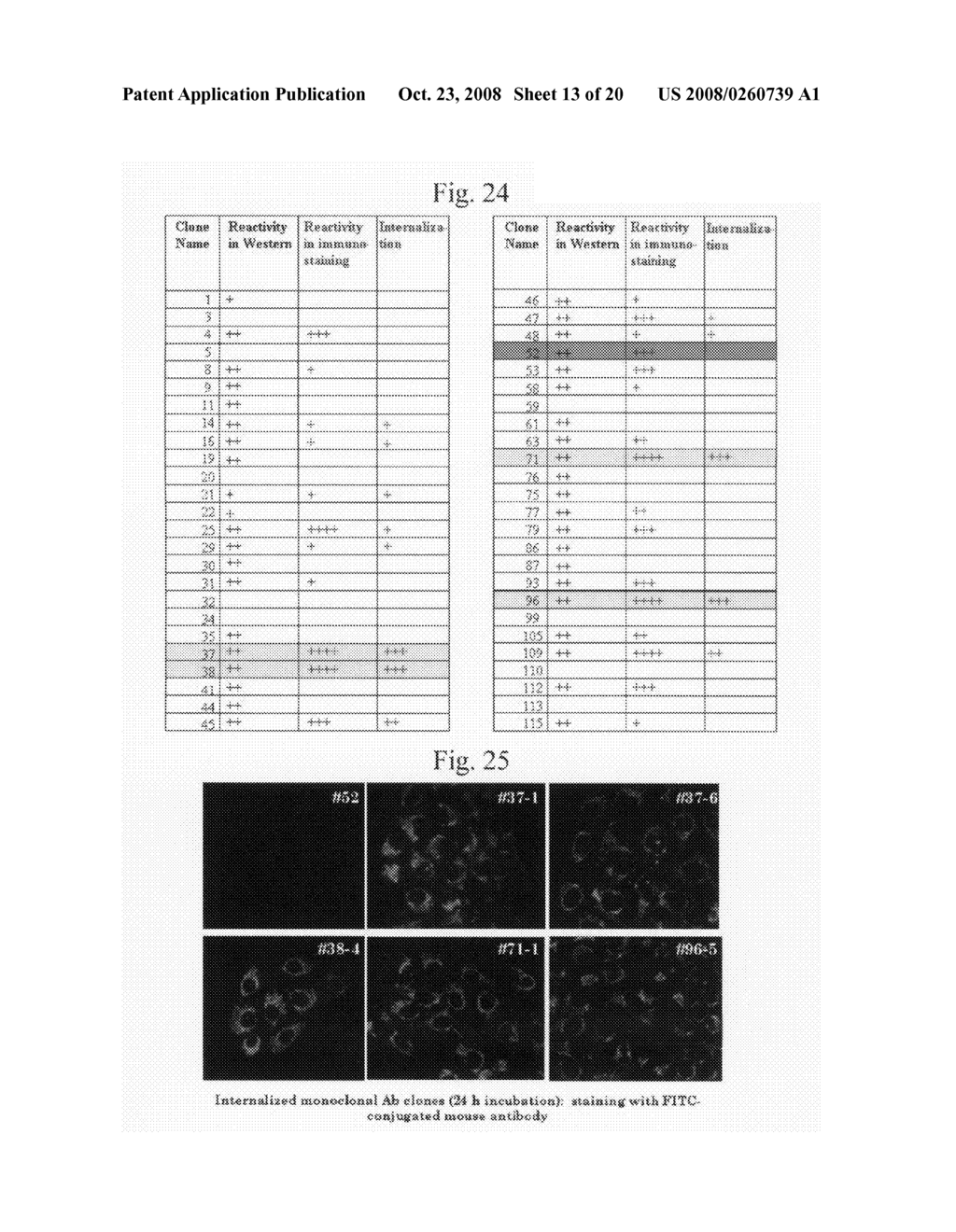 Use of Anti-Mortalin 2 Antibody and Functional Nucleic Acid for Cancer Therapies - diagram, schematic, and image 14