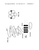 Polynucleotides Encoding Acetylcholine-Gated Chloride Channel Subunits of Caenorhabditis Elegans diagram and image