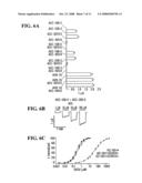 Polynucleotides Encoding Acetylcholine-Gated Chloride Channel Subunits of Caenorhabditis Elegans diagram and image