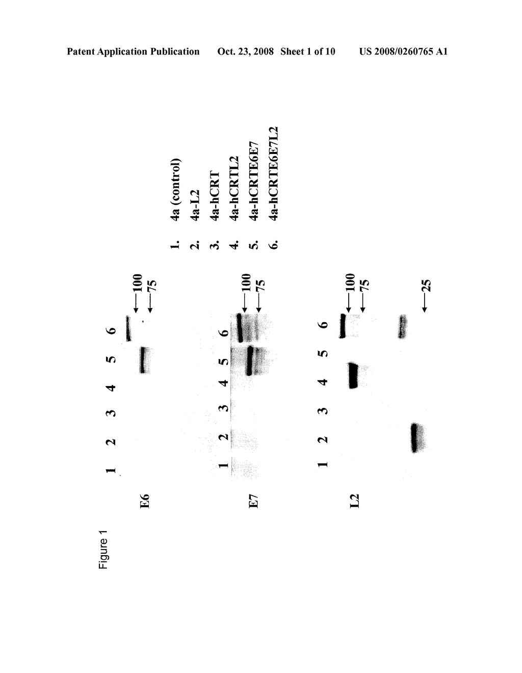 HPV DNA Vaccines and Methods of Use Thereof - diagram, schematic, and image 02