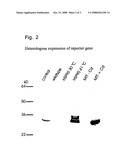 Tetrahymena Heat Inducible Promoters and Their Use diagram and image