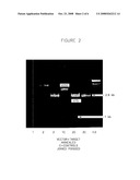 Ribocloning: Recombinant DNA Construction using Primers with RIBO Bases diagram and image