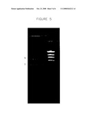 Ribocloning: Recombinant DNA Construction using Primers with RIBO Bases diagram and image