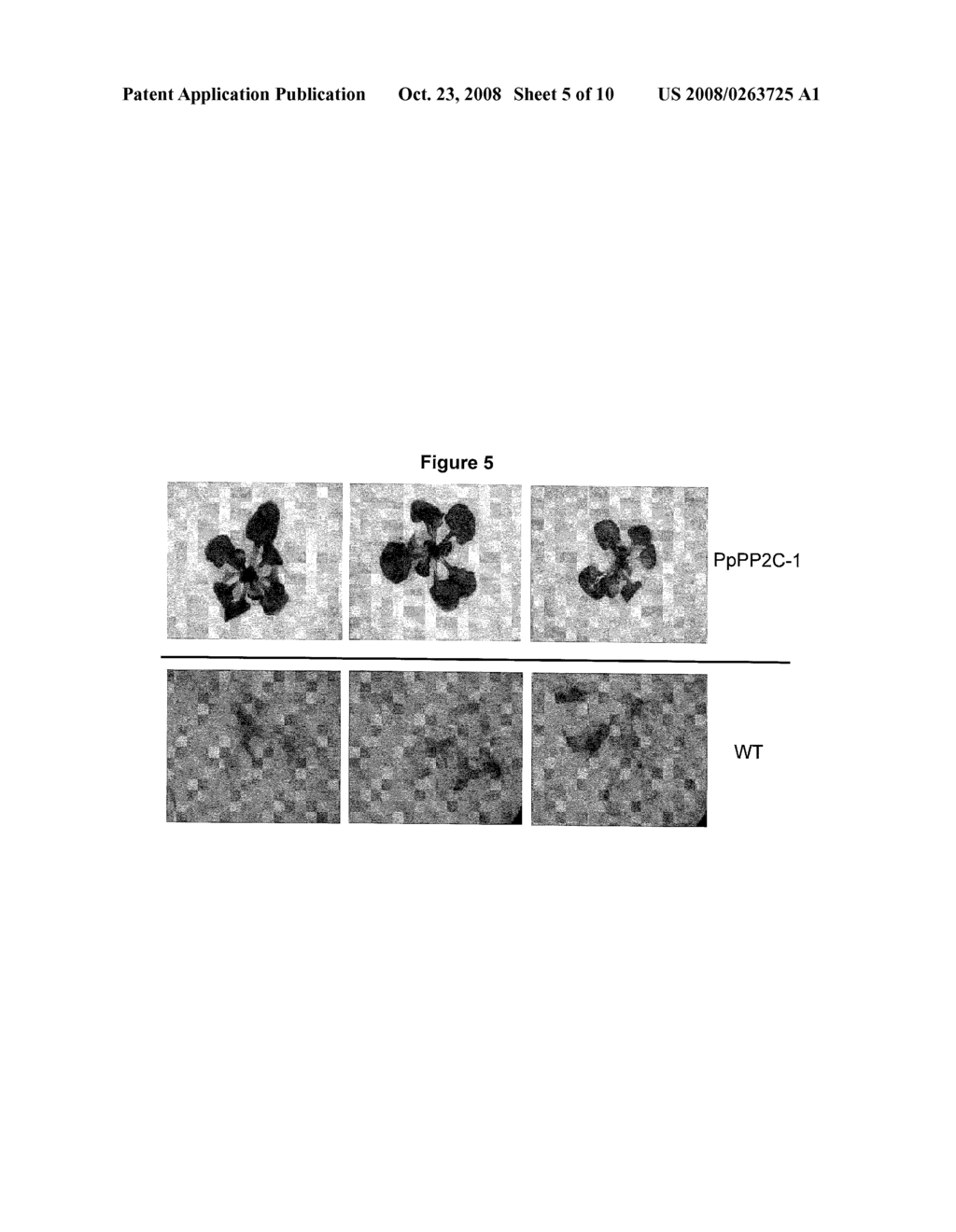 PHOSPHATASE STRESS-RELATED PROTEINS AND METHODS OF USE IN PLANTS - diagram, schematic, and image 06