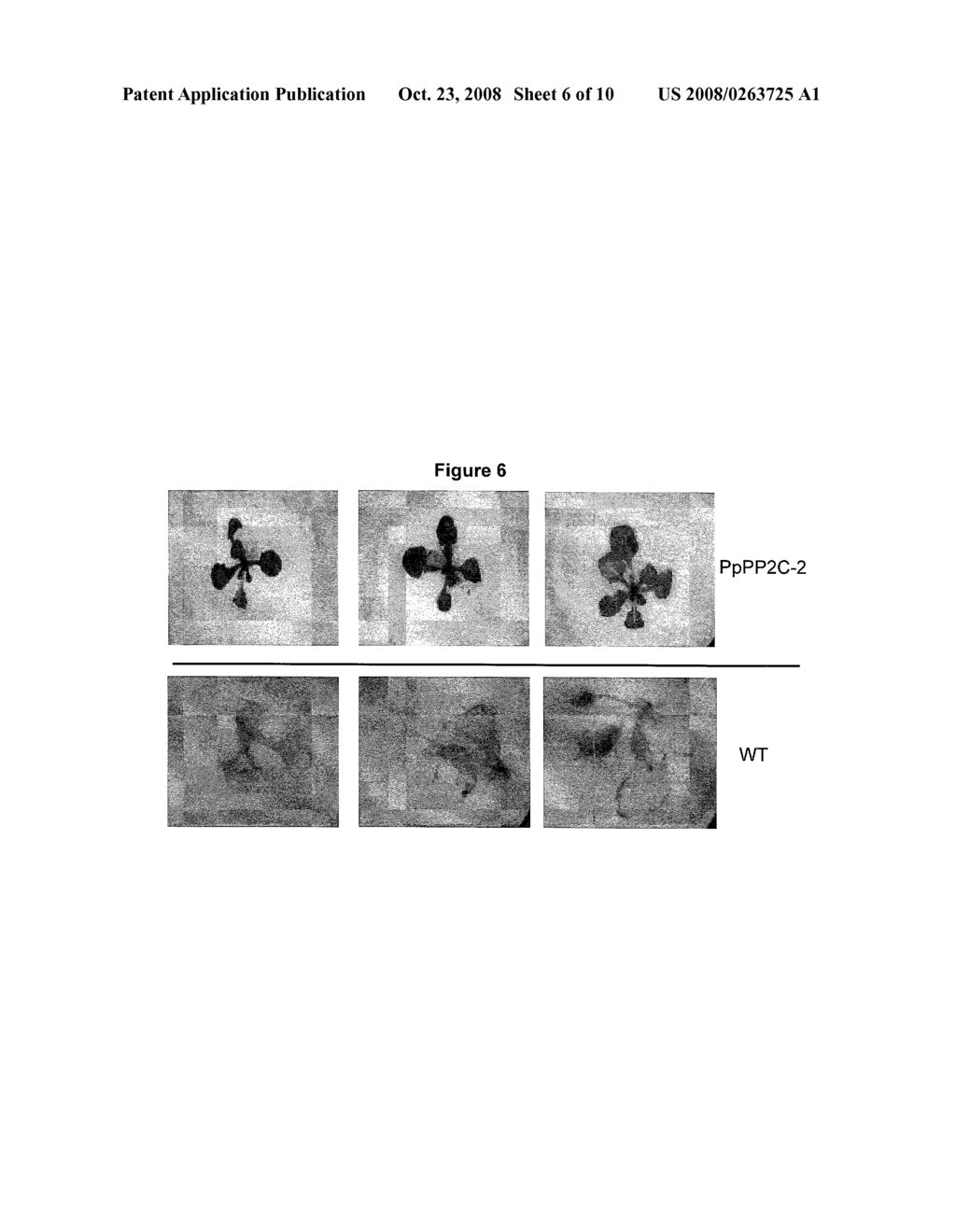 PHOSPHATASE STRESS-RELATED PROTEINS AND METHODS OF USE IN PLANTS - diagram, schematic, and image 07