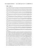 Nucleic acid and corresponding protein entitled 98P4B6 useful in treatment and detection of cancer diagram and image