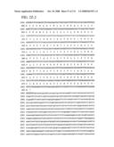 Nucleic acid and corresponding protein entitled 98P4B6 useful in treatment and detection of cancer diagram and image