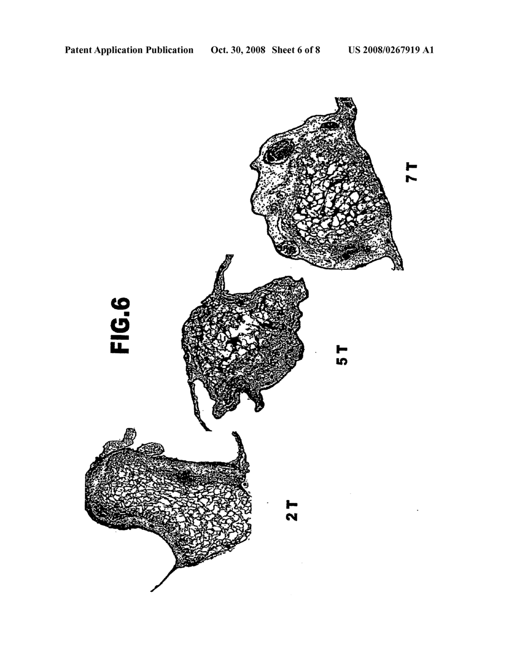 ANGIOGENESIS-PROMOTING SUBSTRATE - diagram, schematic, and image 07