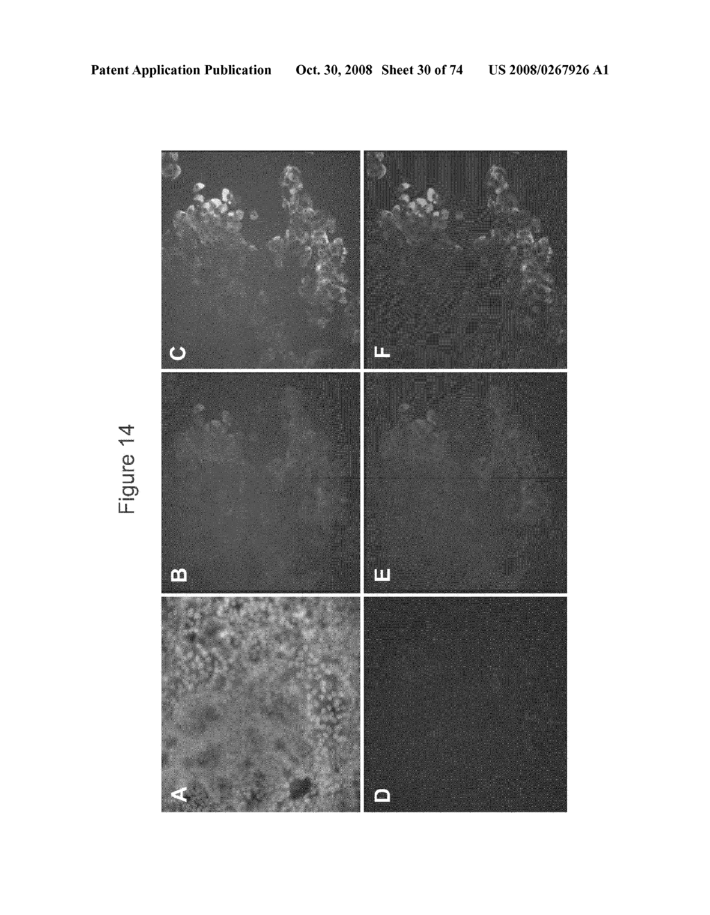 METHODS OF PRODUCING PANCREATIC HORMONES - diagram, schematic, and image 31