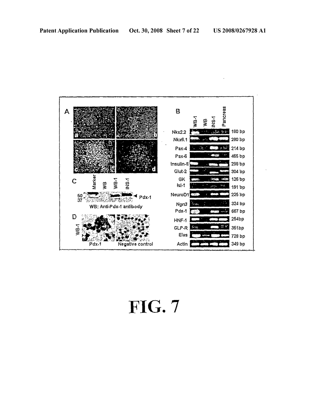 Compositions and Methods for Making Insulin-Producing Cells - diagram, schematic, and image 08