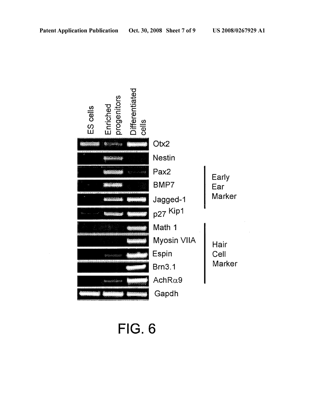 Use of stem cells to generate inner ear cells - diagram, schematic, and image 08