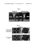 Compositions for Preventing Plant Disease Comprising Bacillus Subtilis Kccm 10639 or Kccm 10640 and Methods of Preventing Plant Disease by Using Them diagram and image