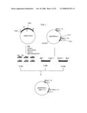 Anti-perp recombinant antibody diagram and image