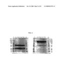 Anti-perp recombinant antibody diagram and image