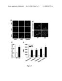 Anti-angiogenic targets for cancer therapy diagram and image