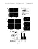 Anti-angiogenic targets for cancer therapy diagram and image