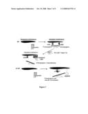 Anti-angiogenic targets for cancer therapy diagram and image